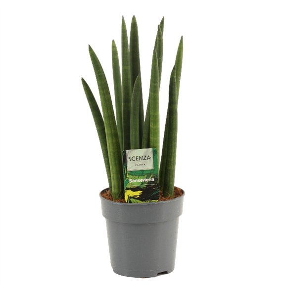 Taščin jezik - Sanseveria cylindrica Cylindrica 12 cm Rocket 35cm 12cm Q4419