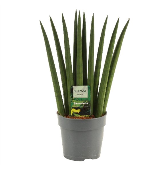 Taščin jezik - Sanseveria cylindrica Cylindrica 12 cm Fan 35cm 12cm Q4420