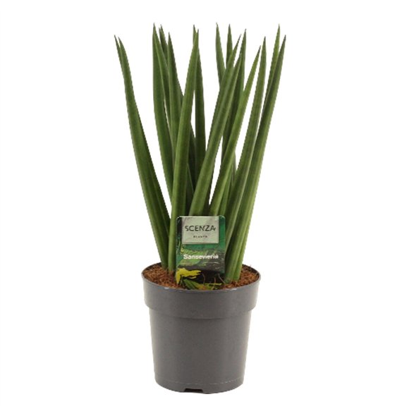 Taščin jezik - Sanseveria cylindrica Cylindrica 12 cm Spaghetti 35cm 12cm Q4421