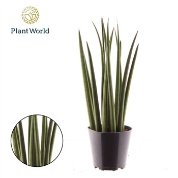 Taščin jezik - Sanseveria cylindrica Bacularis  Mikado 40cm 12cm Q4443
