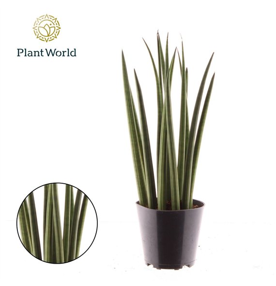 Taščin jezik - Sanseveria cylindrica Bacularis  Mikado 40cm 12cm Q4443