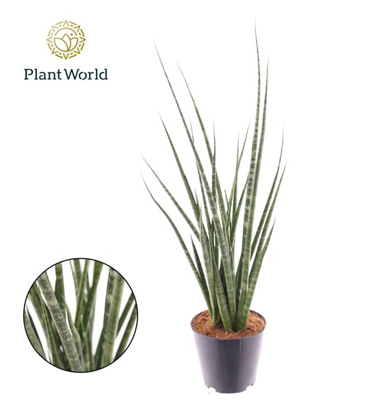 Taščin jezik - Sanseveria cylindrica Digitorum P12 40cm 12cm Q4453