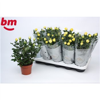Vrtnica yellow beau monde Yellow Beau Monde (12 cm)5 fl 28cm 12cm Q4888