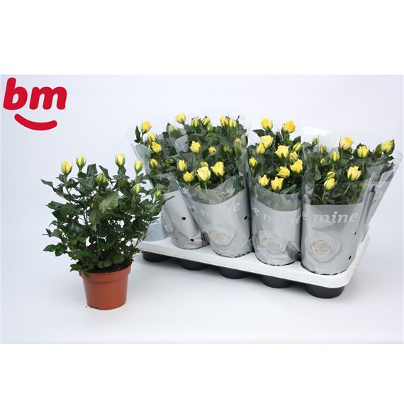 Vrtnica yellow beau monde Yellow Beau Monde (12 cm)5 fl 28cm 12cm Q4888