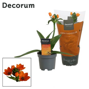 Ornithogalum dubium Dubium Oranje 1pp (Decorum)1 stems plnt 20cm 10.5cm Q2640