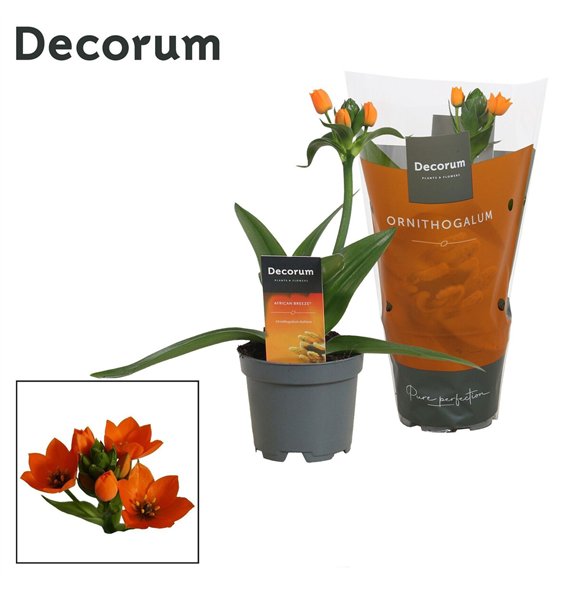 Ornithogalum dubium Dubium Oranje 1pp (Decorum)1 stems plnt 20cm 10.5cm Q2640