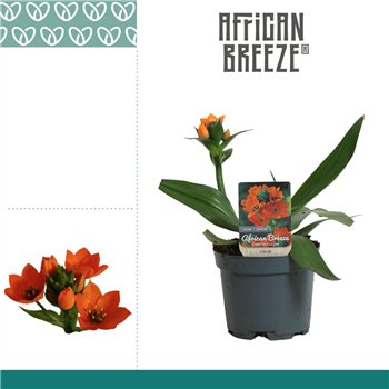Ornithogalum dubium Dubium Oranje 1pp Korte sortering 1 stems plnt 15cm 10.5cm Q2641