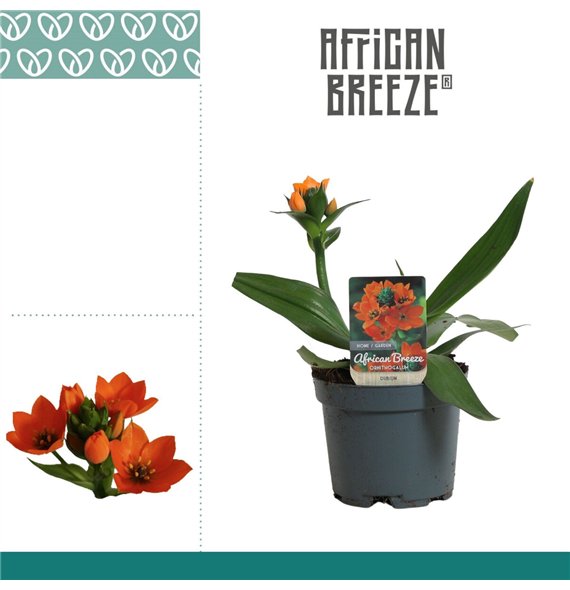 Ornithogalum dubium Dubium Oranje 1pp Korte sortering 1 stems plnt 15cm 10.5cm Q2641