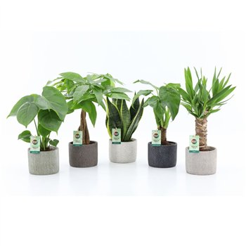 Miks lončnic Tropic Mix in Classic Stone 1 pp 35cm 14cm Q3642