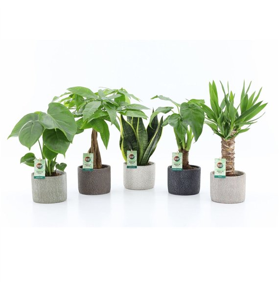 Miks lončnic Tropic Mix in Classic Stone 1 pp 35cm 14cm Q3642