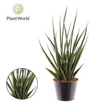 Taščin jezik - Sanseveria cylindrica Digitorum P10 5 45cm 10.5cm Q4579