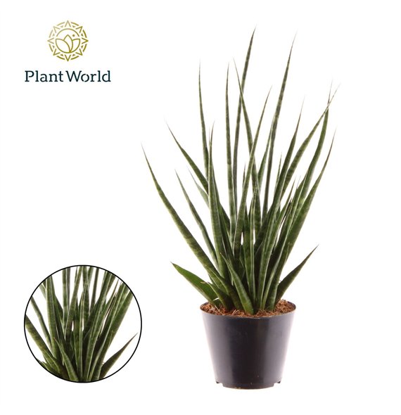 Taščin jezik - Sanseveria cylindrica Digitorum P10 5 45cm 10.5cm Q4579