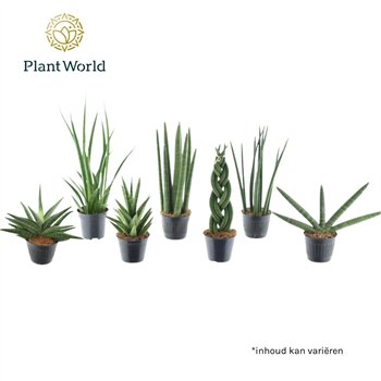 Taščin jezik - Sanseveria cylindrica mix Kalahari P10 5 10cm 10.5cm Q4616