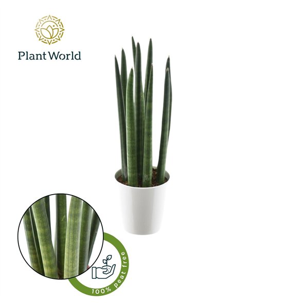 Taščin jezik - Sanseveria cylindrica  Spaghetti in ceramic wit 33cm 8.5cm Q4618