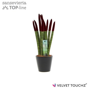 Taščin jezik - Sanseveria cylindrica VELVET TOUCHZ® Bordeaux In ceramic Rdam 35cm 8.5cm Q4626