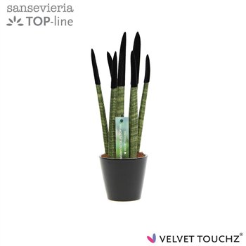 Taščin jezik - Sanseveria cylindrica VELVET TOUCHZ® Zwart In ceramic Rdam 35cm 8.5cm Q4627