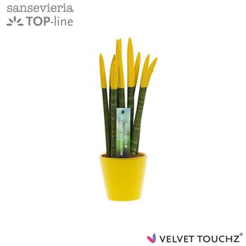 Taščin jezik - Sanseveria cylindrica VELVET TOUCHZ® geel In ceramic Rdam 35cm 8.5cm Q4629