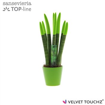 Taščin jezik - Sanseveria cylindrica VELVET TOUCHZ® green In ceramic Rdam 35cm 8.5cm Q4632