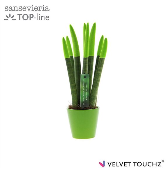 Taščin jezik - Sanseveria cylindrica VELVET TOUCHZ® green In ceramic Rdam 35cm 8.5cm Q4632