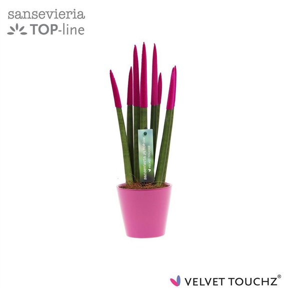 Taščin jezik - Sanseveria cylindrica VELVET TOUCHZ® Fuchsia In ceramic Rdam 35cm 8.5cm Q4634