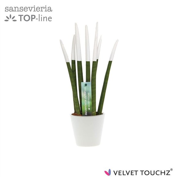 Taščin jezik - Sanseveria cylindrica VELVET TOUCHZ® Wit In ceramic Rdam 35cm 8.5cm Q4636