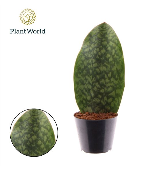 Taščin jezik - Sanseveria ‘Masoniana’ Whale Fin P10 5 other pp 30cm 10.5cm Q4638