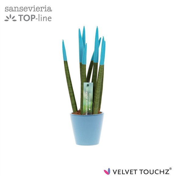 Taščin jezik - Sanseveria cylindrica VELVET TOUCHZ® Aqua In ceramic Rdam 35cm 8.5cm Q4640