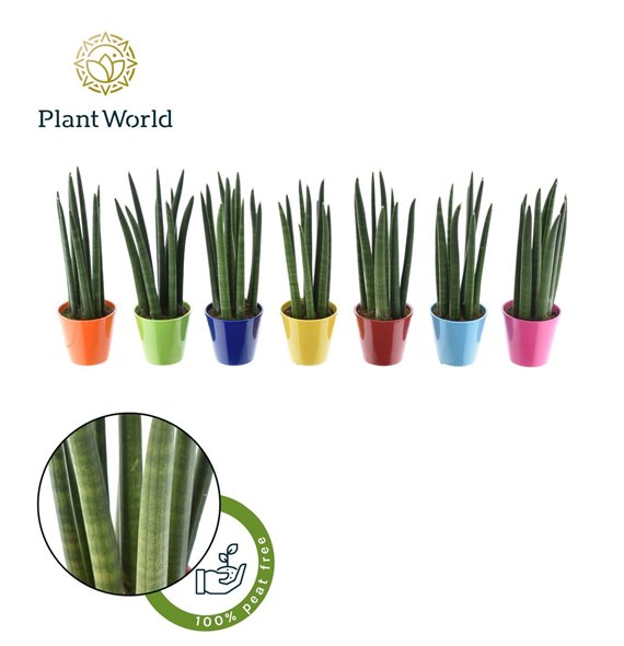 Taščin jezik - Sanseveria cylindrica  Spaghetti in mixed Rdam ceramic 33cm 8.5cm Q4641