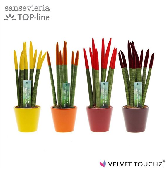 Taščin jezik - Sanseveria cylindrica VELVET TOUCHZ® Herfst mix In ceramic Rdam 35cm 8.5cm Q4653