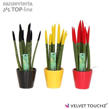 Taščin jezik - Sanseveria cylindrica VELVET TOUCHZ® Duitsland Belgie In ceramic Rdam 35cm 8.5cm Q4655