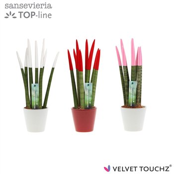 Taščin jezik - Sanseveria cylindrica VELVET TOUCHZ® Women mix In ceramic Rdam 33cm 8.5cm Q4656