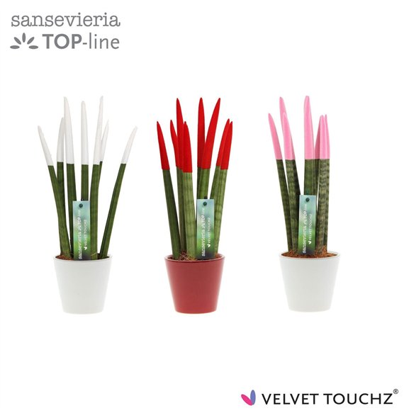 Taščin jezik - Sanseveria cylindrica VELVET TOUCHZ® Women mix In ceramic Rdam 33cm 8.5cm Q4656