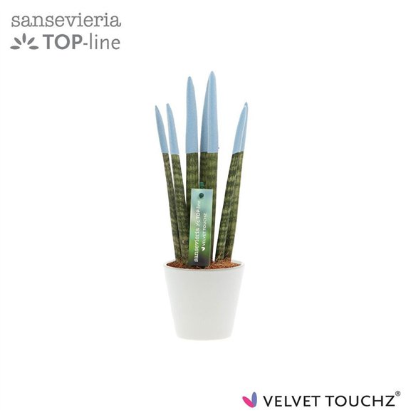 Taščin jezik - Sanseveria cylindrica VELVET TOUCHZ® Pastel Blauw In ceramic Rdam 32cm 8.5cm Q4657