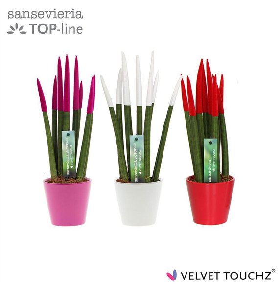 Taščin jezik - Sanseveria cylindrica VELVET TOUCHZ® Tainted Love In ceramic Rdam 33cm 8.5cm Q4660