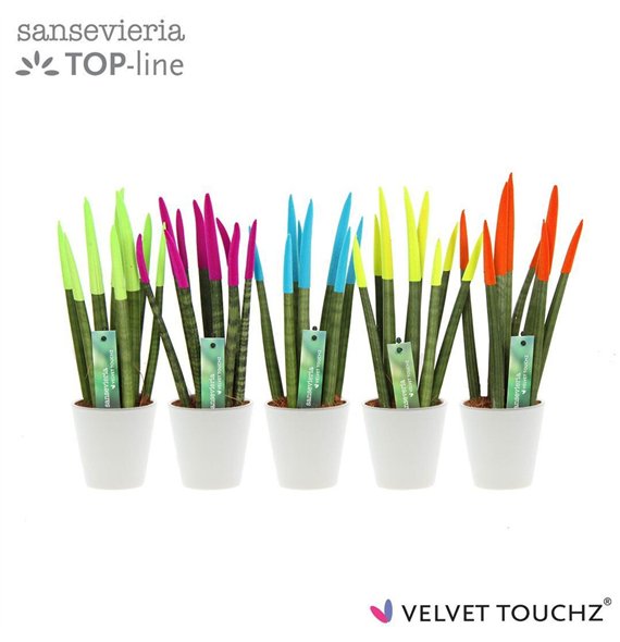Taščin jezik - Sanseveria cylindrica VELVET TOUCHZ® Ibiza In ceramic Rdam Wit 35cm 8.5cm Q4661