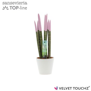 Taščin jezik - Sanseveria cylindrica VELVET TOUCHZ® Pastel Paars In ceramic Rdam 32cm 8.5cm Q4663