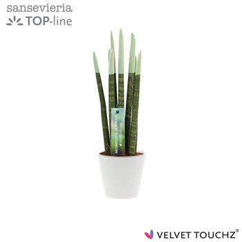 Taščin jezik - Sanseveria cylindrica VELVET TOUCHZ® Pastel green In ceramic Rdam 32cm 8.5cm Q4664