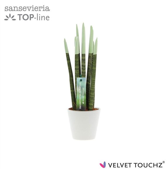 Taščin jezik - Sanseveria cylindrica VELVET TOUCHZ® Pastel green In ceramic Rdam 32cm 8.5cm Q4664