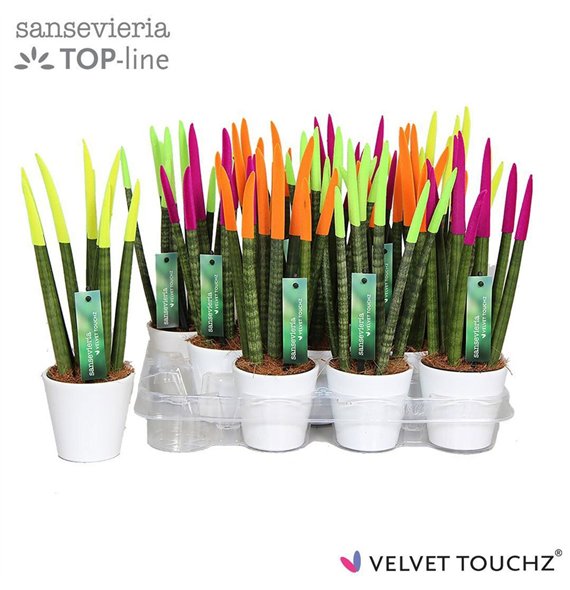Taščin jezik - Sanseveria cylindrica VELVET TOUCHZ® Neon mix in ceramic Rdam Wit 35cm 8.5cm Q4676