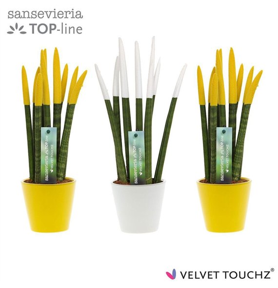 Taščin jezik - Sanseveria cylindrica VELVET TOUCHZ® Classic Easter mix In ceramic Rdam 35cm 8.5cm Q4677