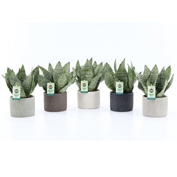 Taščin jezik - Sanseveria trifasciata black coral Black Coral in Classic Stone 3 pp 35cm 14cm Q4684