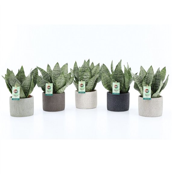 Taščin jezik - Sanseveria trifasciata black coral Black Coral in Classic Stone 3 pp 35cm 14cm Q4684