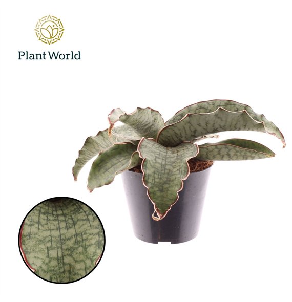 Taščin jezik - Sanseveria kirkii silver blue Kirkii Silver Blue 10 5cm 1 pp 15cm 10.5cm Q4690