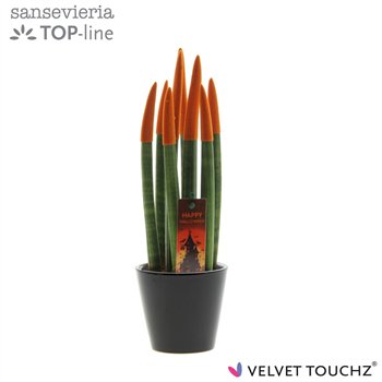 Taščin jezik - Sanseveria cylindrica VELVET TOUCHZ® Halloween Oranje with zwart Rdam ceramic and steker 30cm 8.5cm Q4691
