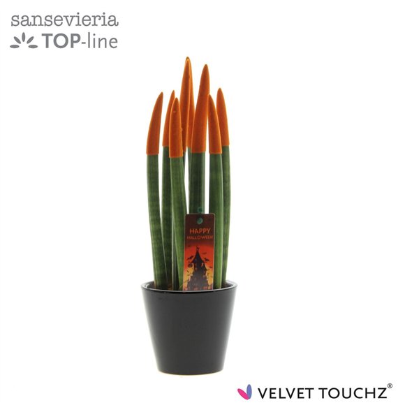 Taščin jezik - Sanseveria cylindrica VELVET TOUCHZ® Halloween Oranje with zwart Rdam ceramic and steker 30cm 8.5cm Q4691