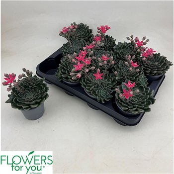 Graptopetalum tacitus Grapto Bellum 13cm 9cm Q4693