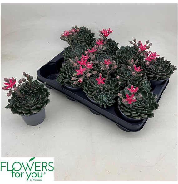 Graptopetalum tacitus Grapto Bellum 13cm 9cm Q4693