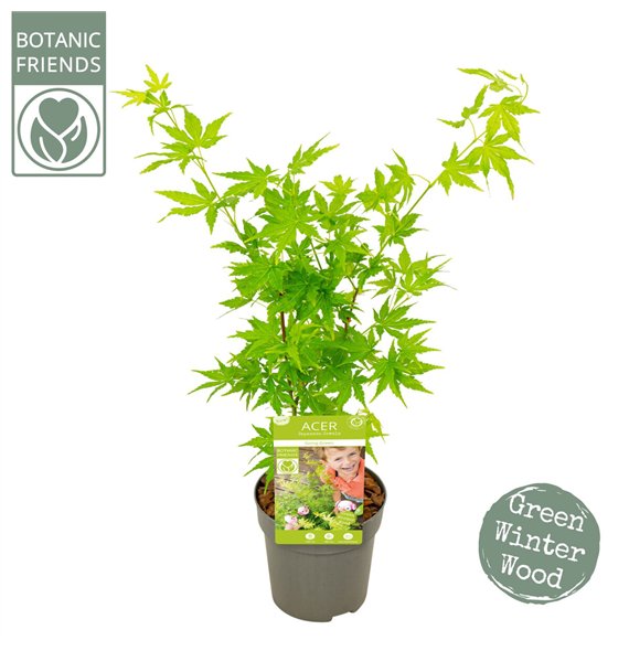 Javor palmatum palm  Going Green®1 pp 40cm 10cm Q33