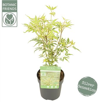 Javor palmatum butterfly palm  Butterfly1 pp 40cm 10cm Q37