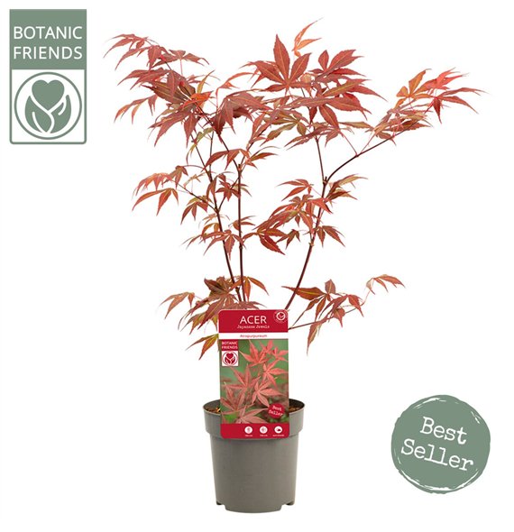 Javor palmatum atropurpureum palm  Atropurpureum1 pp 200 gram 40cm 10cm Q49